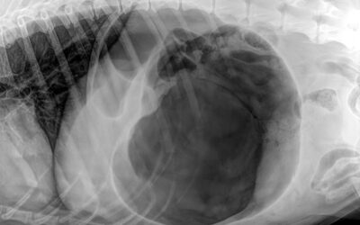 Magendrehung beim Hund – Ein lebensbedrohlicher Notfall