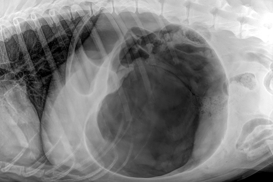 Magendrehung beim Hund – Ein lebensbedrohlicher Notfall